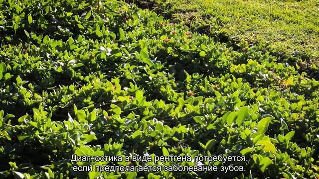 У собаки опухла морда – почему, и что делать при отеке? смотреть онлайн