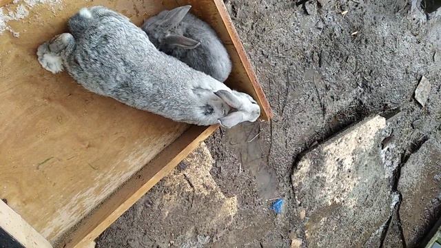 Кролики лилипуты смотреть онлайн