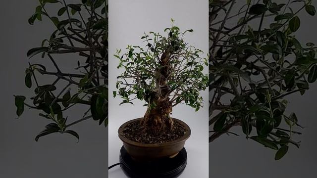 Pokojova bonsai Olea europaea - Oliva evropská drobnolistá 0101 смотреть онлайн