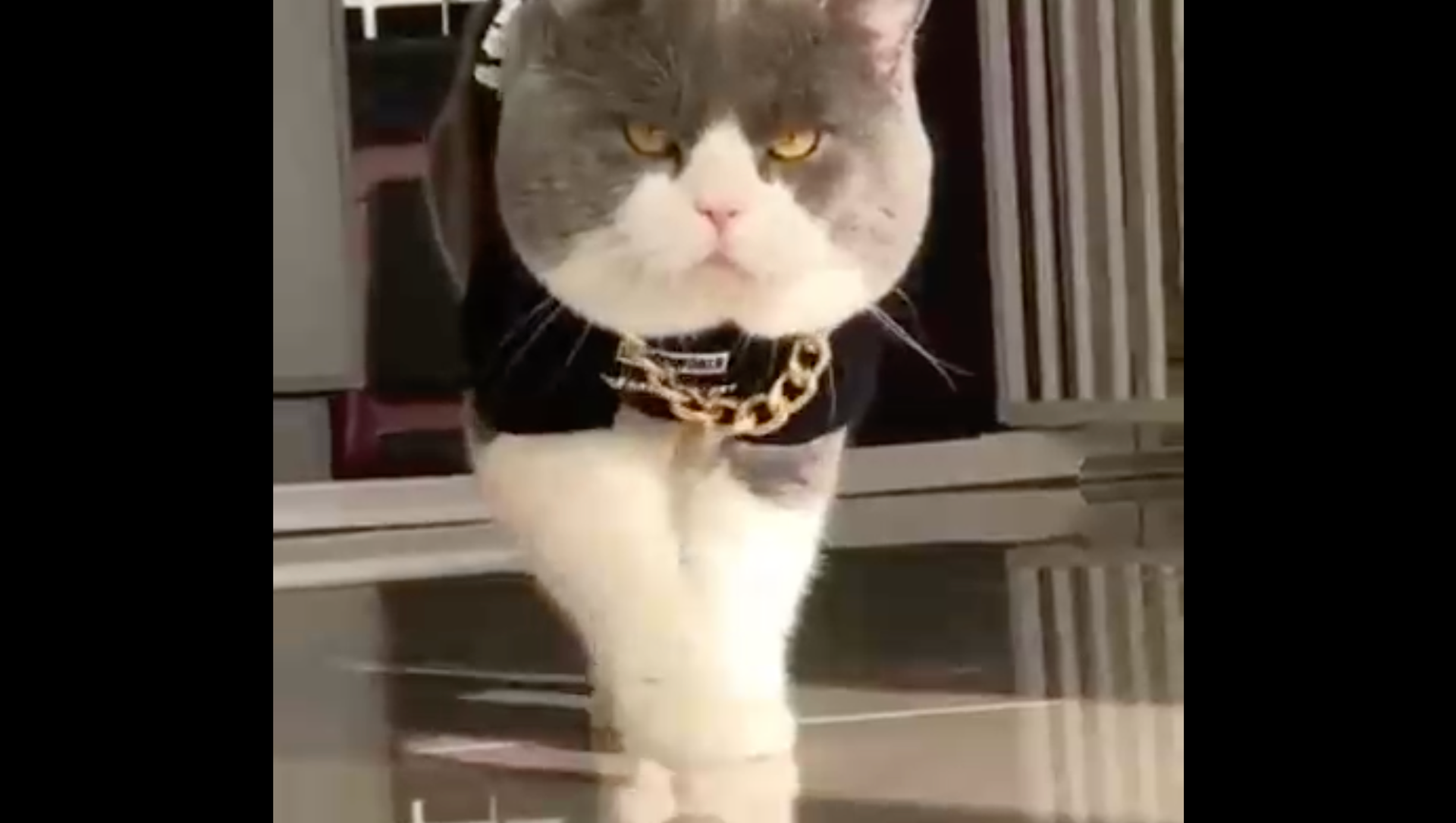 кот в законе смотреть онлайн