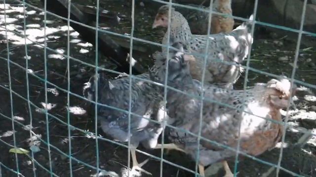 Какие куры лучше.. Борковская Барковская или Леггорн. смотреть онлайн