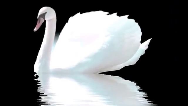 Топ 10 самых красивых животных смотреть онлайн