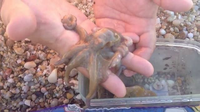 Осьминожек с Халкидики смотреть онлайн