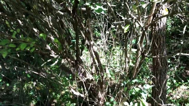 Lonicera tatarica (Caprifoliaceae) Tartarian honeysuckle смотреть онлайн