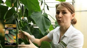 Сорт огурцов Бастион