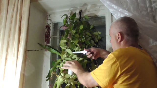 Обрезка цветов у цветка хойя, в видео участвует Геннадий Горин