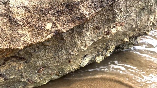 ПЕРВЫЙ ОТПУСК В США НА ОСТРОВЕ ПУЭРТО-РИКО || ТРАКДРАЙВЕРЫ ОТДЫХАЮТ || ПОПАЛИ НА ОСТРОВ ИГУАН смотреть онлайн