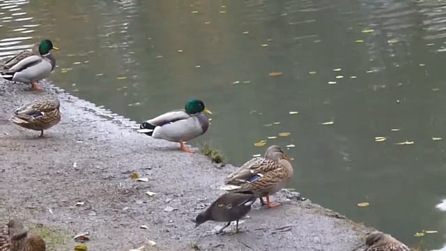 Wie Heißt Der Vogel Neben Der Ente, Who Is This Bird, что за птица рядом с уткам