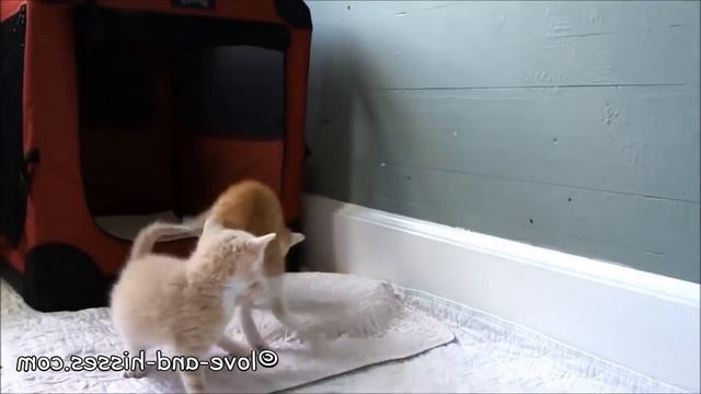 Рыжий котенок ведет себя очень забавно смотреть онлайн