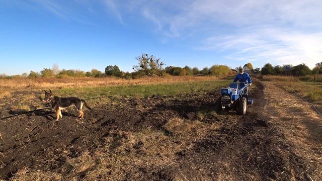 Обработка целины мотоблоком Гарден Скаут смотреть онлайн