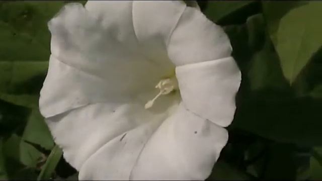 Hoverfly testing the canon fs200 смотреть онлайн