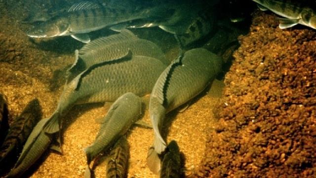 Эксперимент 1967 года про рыбу в барокамере смотреть онлайн