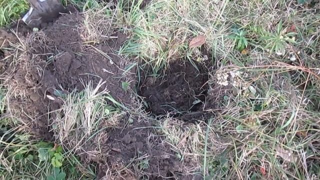 Фундук і ліщина смотреть онлайн