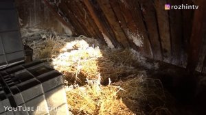 САРАЙ ДЛЯ СКОТА С МИНИМАЛЬНЫМИ ВЛОЖЕНИЯМИ