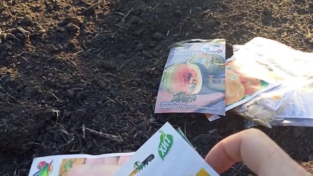 Сею семена тыквы и арбузов в открытый грунт