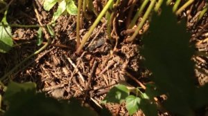 Астильба для начинающих