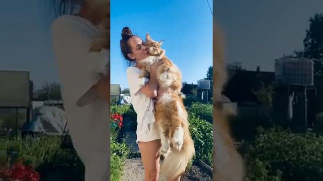 Здоровенный мейн кун | Мейн кун с человеческий рост | Огромный мейн кун #shorts #шортс смотреть онлайн