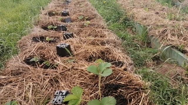 В Блокнот Клубниковода "КАК ЧАСТО ПОЛИВАТЬ КЛУБНИКУ" //С. Х. У смотреть онлайн