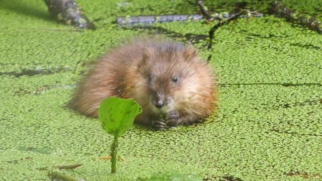 Как и чем питается Ондатра?