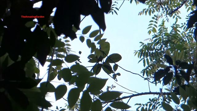 Gliricidia Sepium - Quickstick Plant смотреть онлайн