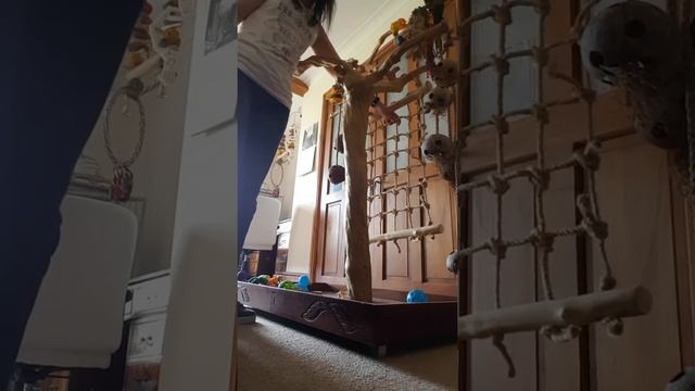 Pick your own java tree at scarletts смотреть онлайн