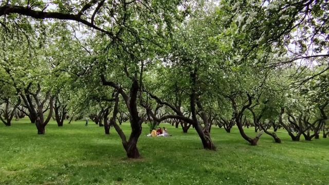 Цветущие Государевы сады в Коломенском #москва #парк #сад смотреть онлайн