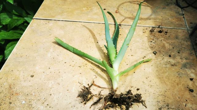 How to transplant an Aloe Vera into a cocos pot смотреть онлайн