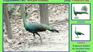 Павлин. Голоса птиц