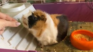 ЧТО ДОЛЖНО БЫТЬ В КЛЕТКЕ У МОРСКОЙ СВИНКИ? ОБУСТРОЙСТВО КЛЕТКИ