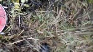 Мотоблок Агат с роторной касилкой