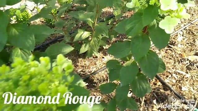 19июля2019 Начало цветения Карликовой Метельчатой Гортензии Diamond Rouge? смотреть онлайн