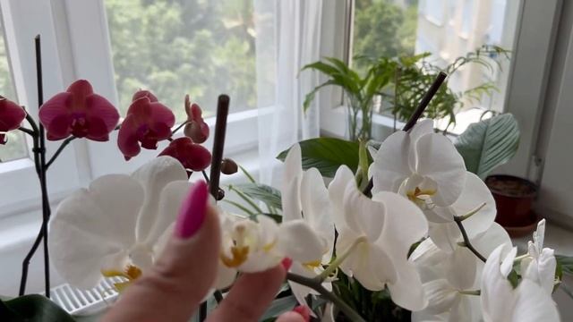 Орхидея и Сломанный Цветонос смотреть онлайн