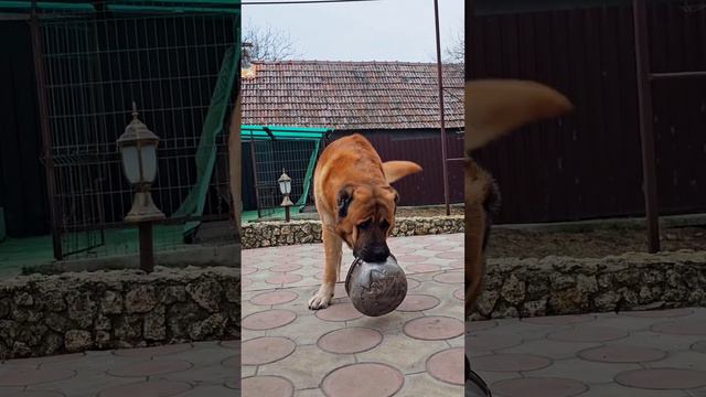 играет со своей миской 😅❤️ смотреть онлайн