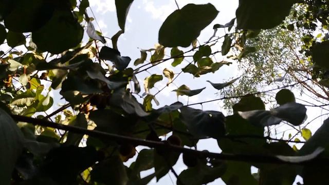 #Дагомыс.#Частный сектор комнаты недорого.Советуем посмотреть.! смотреть онлайн