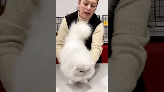Белый персидский кот на выставке смотреть онлайн