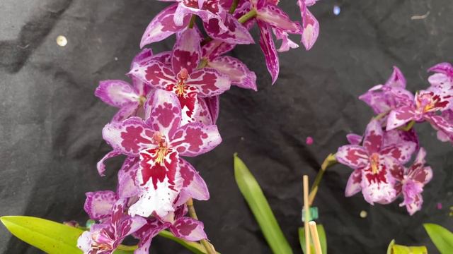 The Good, The Bad and The Ugly featuring Cattleya maxima смотреть онлайн
