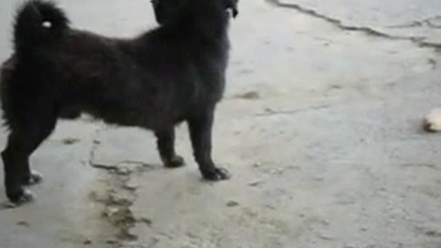 дурная собака