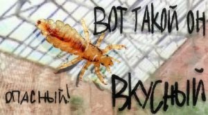 жук-жучара-жучкек [BFT] [щитпост]