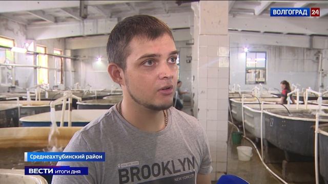 Рыбоводы перевыполнили план по выпуску молоди осетра в Волгу смотреть онлайн