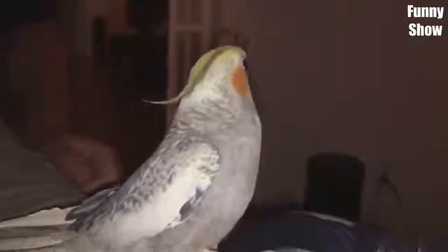 💥💥💥Тест на психику | если за смеешься то ты проиграл! 💥💥💥 смотреть онлайн