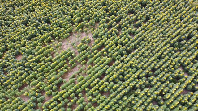 Поле подсолнухов в Минском районе (2021 год) смотреть онлайн