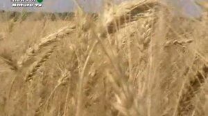 Колос  - поле пшеницы (ear of wheat)