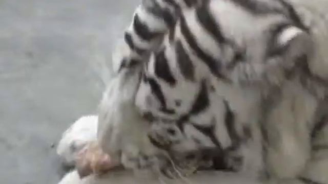 тигра кушает смотреть онлайн