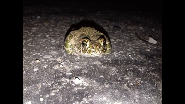 Небольшой обзор на зеленую жабу смотреть онлайн