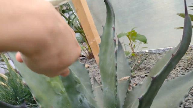 Arid bed un-covered | What survived?? смотреть онлайн