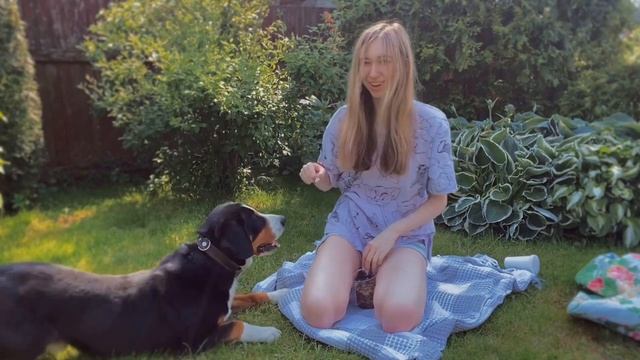 проверяю интеллект своей собаки | еще купаю и чищу зубы смотреть онлайн