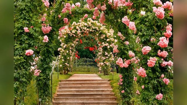 Роза Али-баба смотреть онлайн