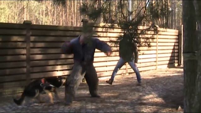 Немецкая овчарка Кэндо Дрессировка охрана территории, защита владельца, скрытое снаряжение. смотреть онлайн