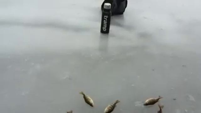 09.02.2016 мокрая вода