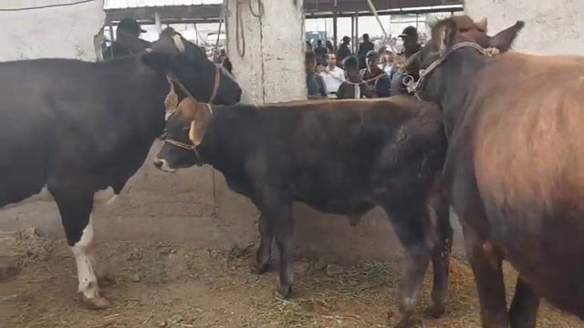 Молбозори Душанбе Гови ширте ва Гусфанд, 20 сентября 2023 г. смотреть онлайн